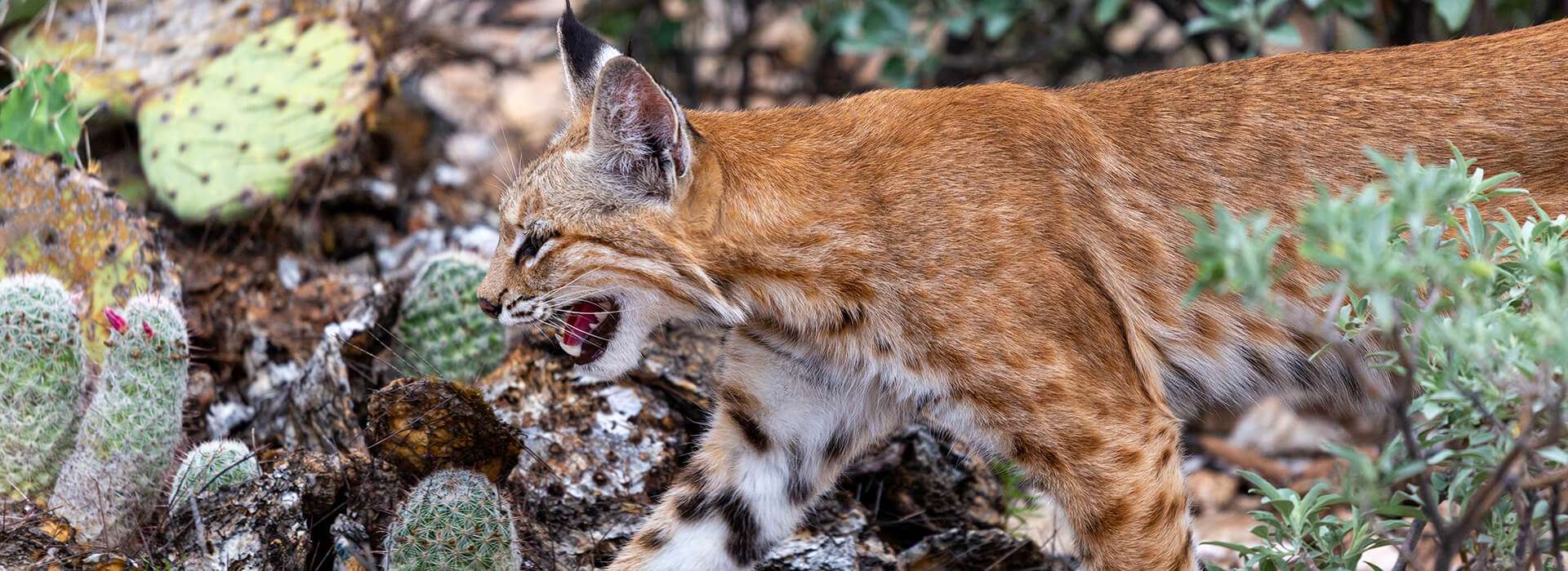 Predator Hunting in Mexico