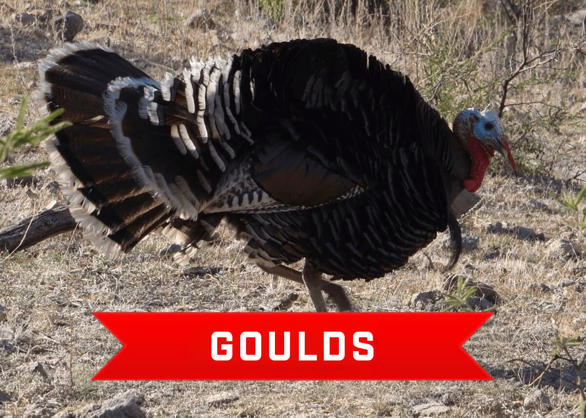 Gould's Turkey Hunting in Mexico Gould's Turkey Hunting in Mexico
