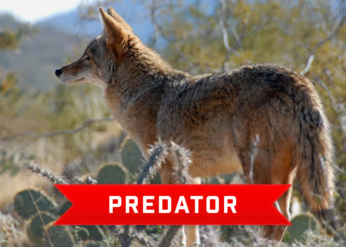 Predator Hunting in Mexico Predator Hunting in Mexico