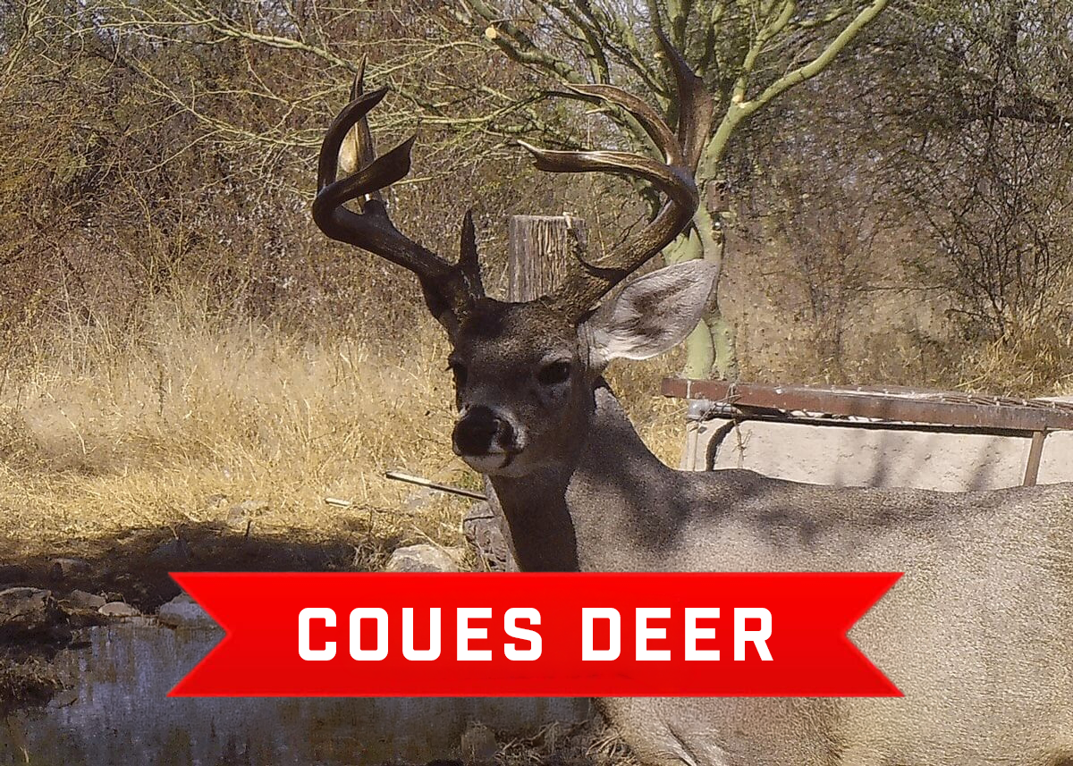 Coues Deer Hunting in Mexico Coues Deer Hunting in Mexico