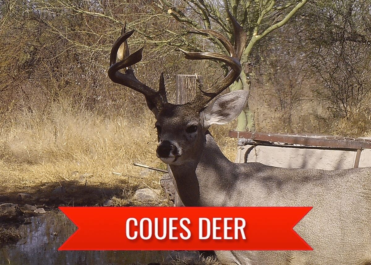 Coues Deer Hunting in Mexico Coues Deer Hunting in Mexico