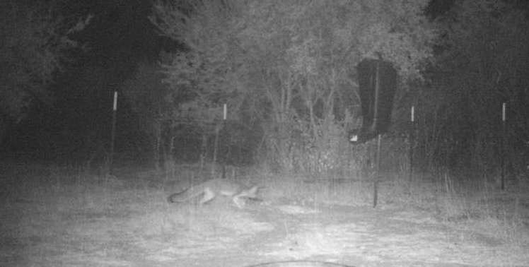Gray Fox Hunting in Mexico