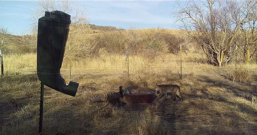 Bobcat Hunting in Mexico