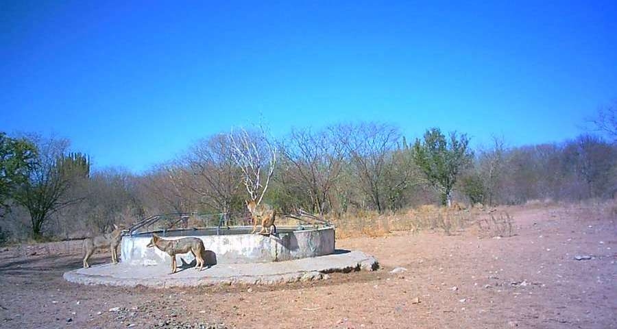 Coyote Hunting in Mexico