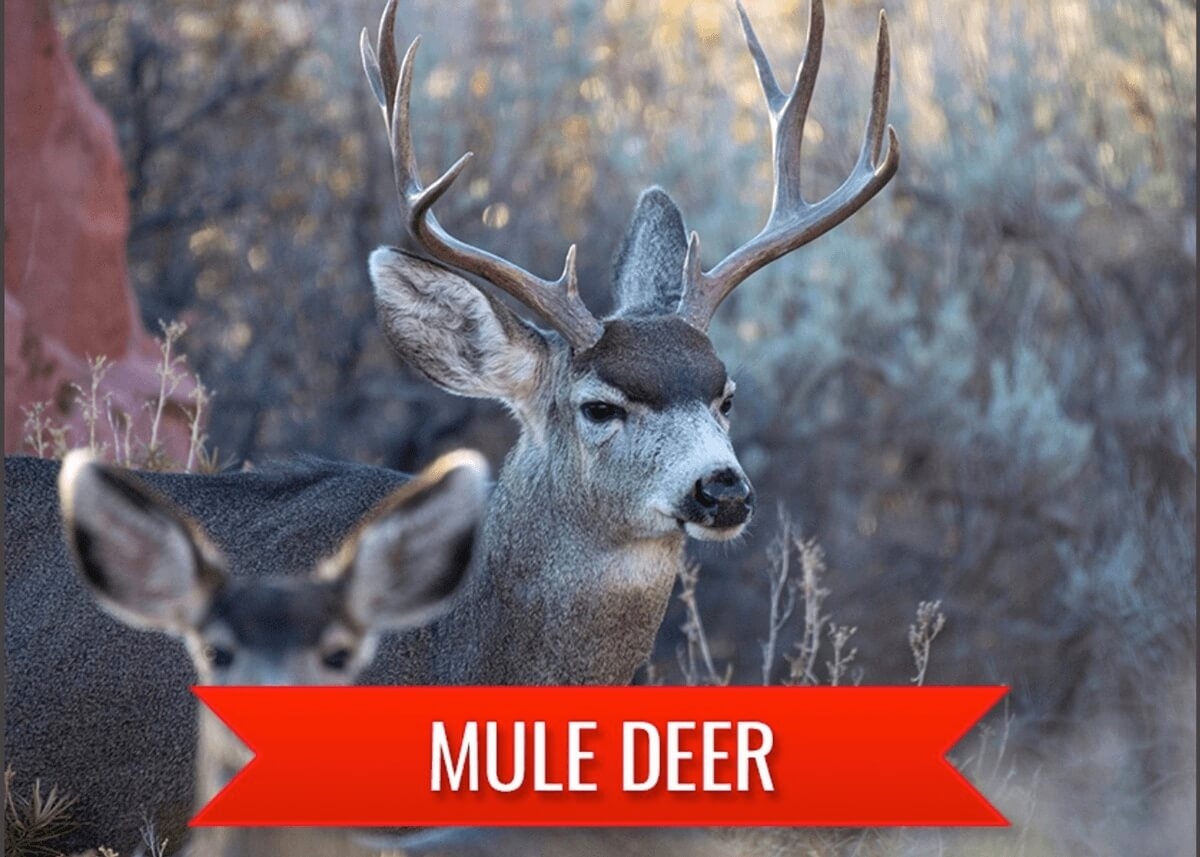 Mule Deer Hunting in Mexico Mule Deer Hunting in Mexico