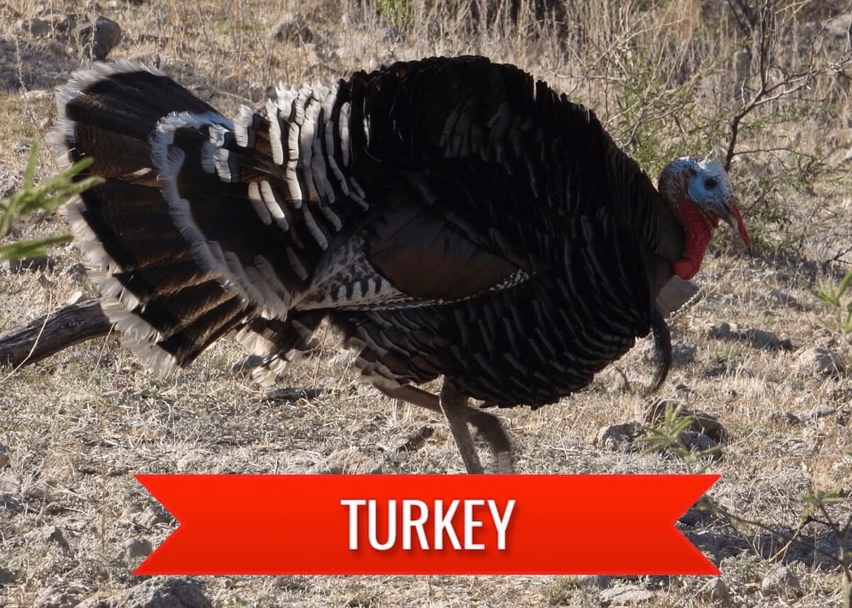 Gould's Turkey Hunting in Mexico Gould's Turkey Hunting in Mexico