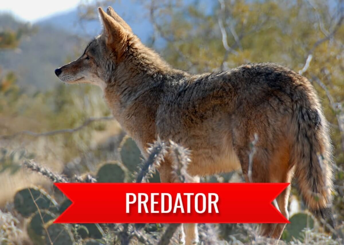 Predator Hunting in Mexico Predator Hunting in Mexico