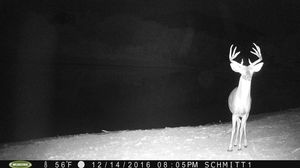 Mexico16-17 Trail Cam Pics